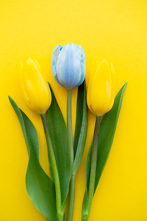 Top view of blue tulip near flowers on yellow background