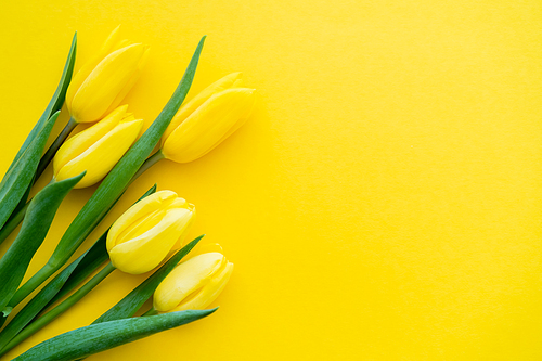 Top view of tulips with green leaves on yellow background with copy space