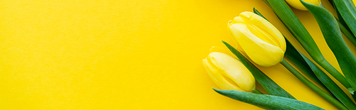 Top view of tulips with leaves on yellow background, banner