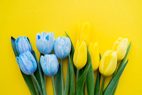 Top view of blue and yellow tulips on background with copy space