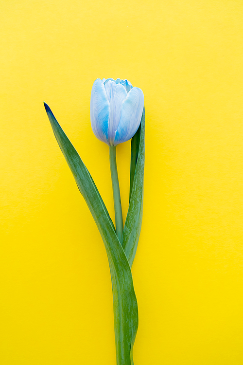 Top view of blue tulip with leaves on yellow background