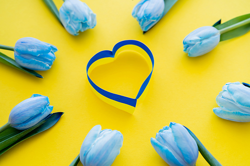 Top view of blue and yellow ribbon in heart symbol in frame of tulips on background