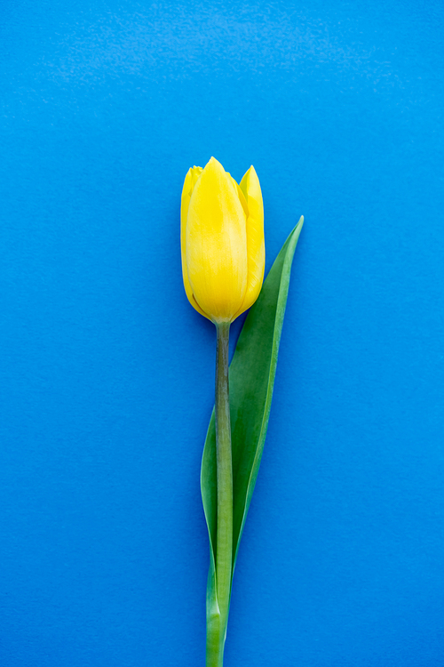 Top view of yellow tulip flower on blue background