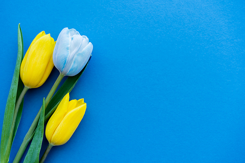 Top view of yellow tulips on blue background with copy space