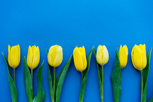 Top view of yellow tulips with leaves on blue background