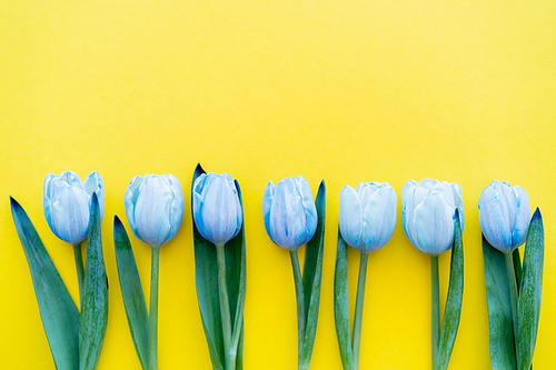 Top view of row of blue tulips on yellow background