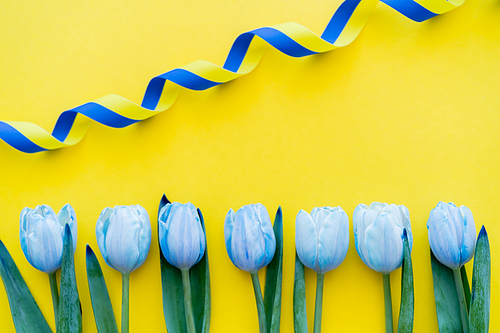 Top view of curly blue and yellow ribbon near tulips on background