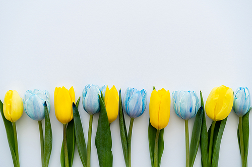 Top view of yellow and blue flowers with leaves on white background