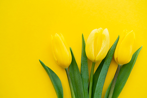 Top view of tulips on yellow background with copy space