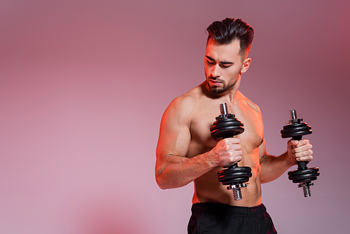 young shirtless sportsman working out with dumbbells on pink and grey