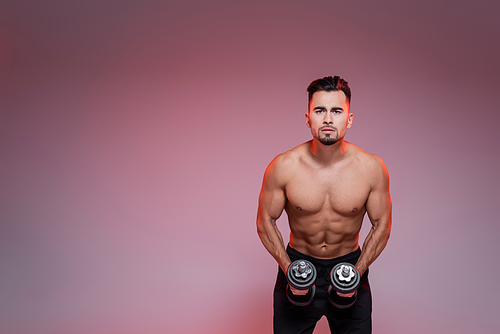 muscular sportsman working out with dumbbells and  on pink and grey