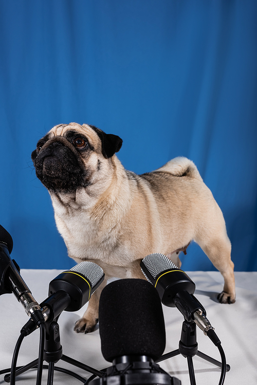 pug dog standing on table near microphones on blue background