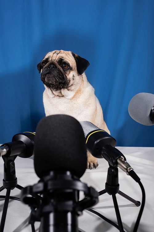 fawn color pug sitting on tables near microphones on blue background