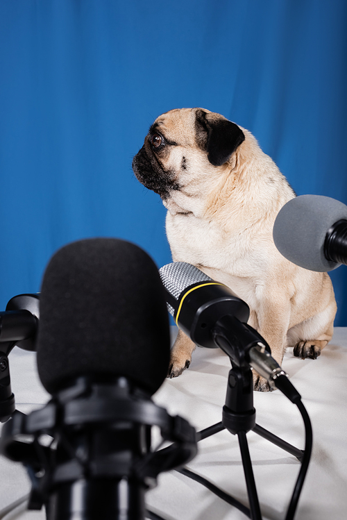 pug dog sitting on desk near various microphones on blue background