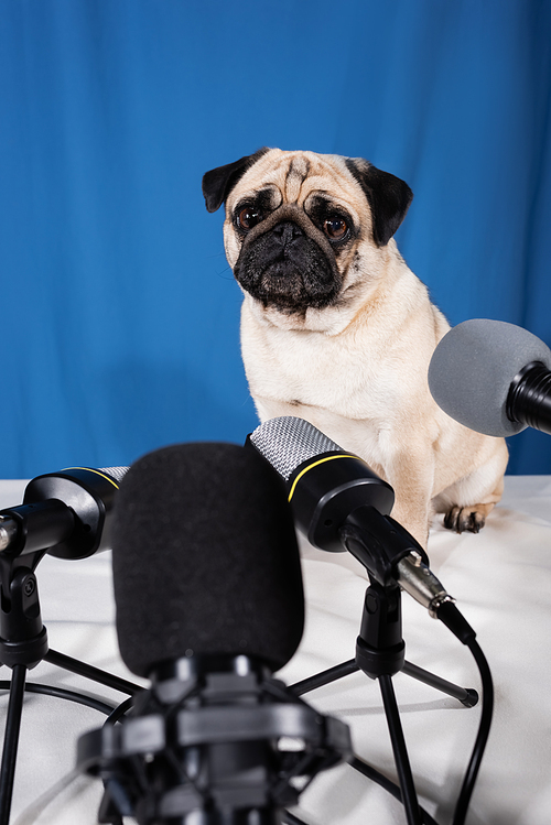 close up view of microphones near pug dog sitting on table on blue background