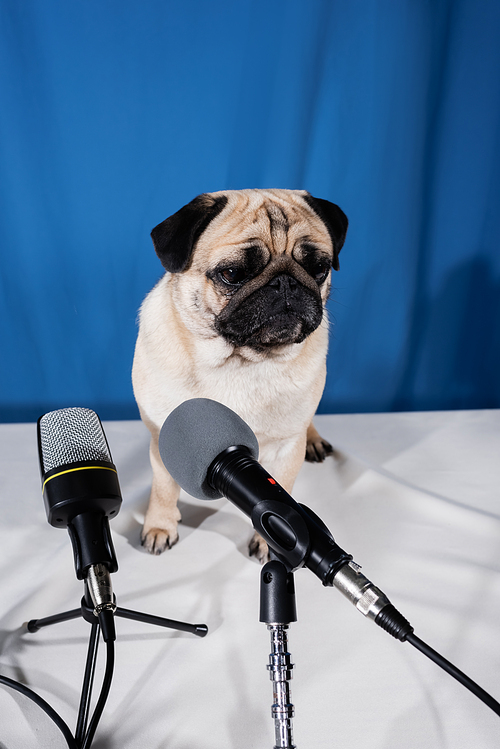 different microphones near funny pug dog sitting on desk on blue background