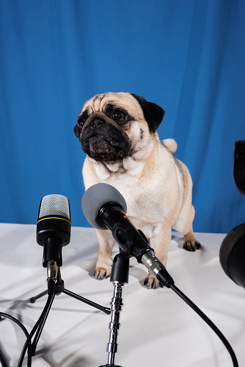 funny pug dog on desk near various microphones on blue background