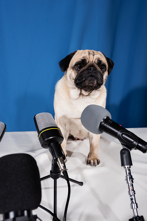 fawn color pug dog looking away near different microphones on blue background