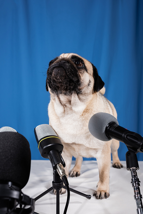 pug dog looking up near different microphones on blue background