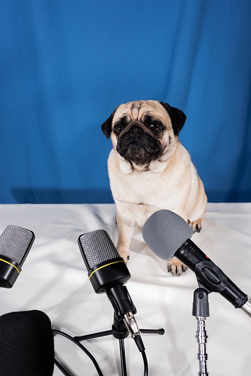 various microphones and pug dog sitting on table on blue background