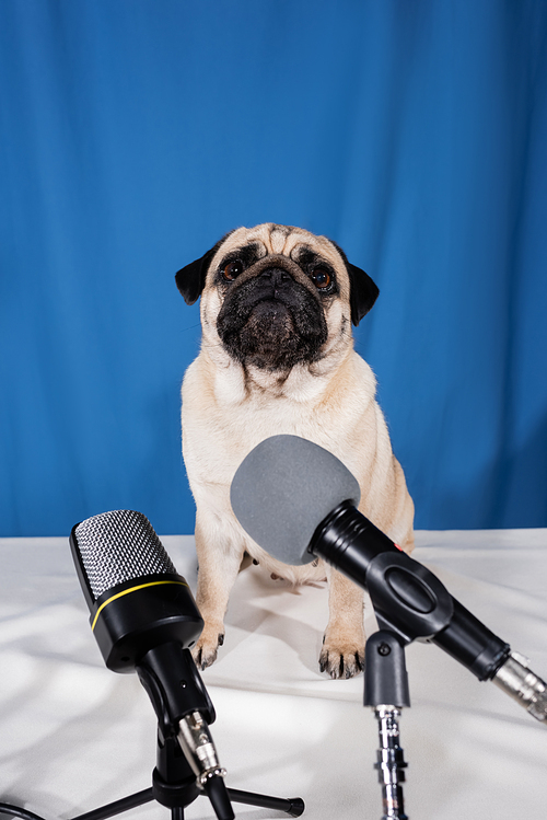 microphones near pug dog sitting on desk on blue background