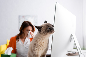 selective focus of fluffy cat near computer monitor and blurred woman suffering from allergy