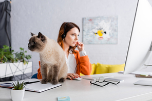 cat sitting on desk near woman in headset working near computer