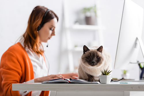 selective focus of cat sitting on desk near blurred woman working at home on blurred background