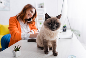 selective focus of fluffy cat sitting on work desk near blurred freelancer talking on mobile phone