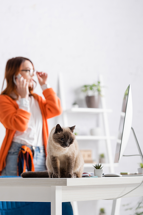 furry cat sitting on work desk near computer monitor and woman talking on cellphone on blurred background