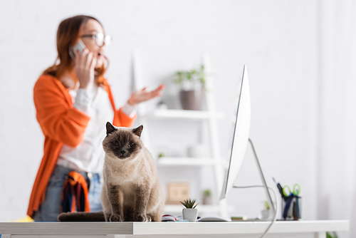 fluffy cat sitting on desk near monitor and blurred woman talking on mobile phone