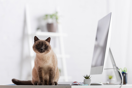 furry cat sitting on desk near blurred computer monitor and plant in home office