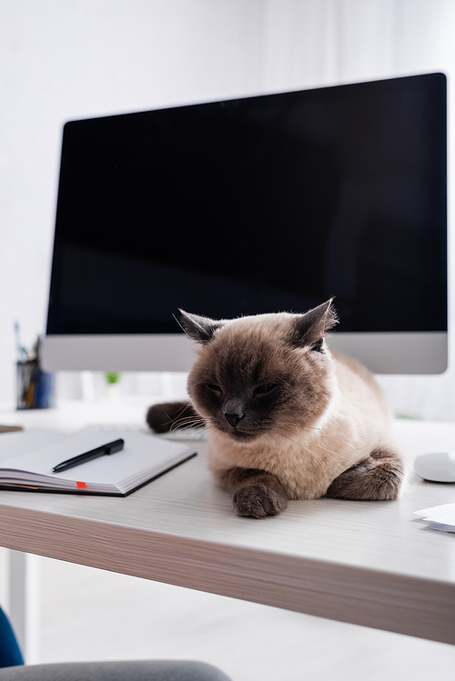 fluffy cat lying in desk near notebook and monitor with blank screen on blurred background