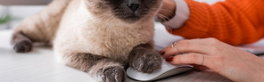 cropped view of woman near fluffy cat and computer mouse, banner