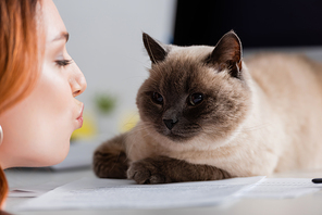 close up view of blurred woman pouting lips near cat lying on work desk