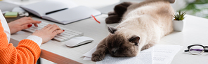 cropped view of woman typing on keyboard near cat sleeping on documents, banner