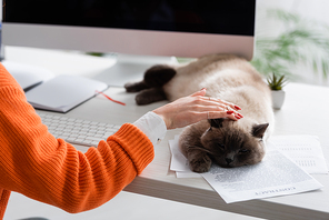 cropped view of woman stroking cat lying on documents