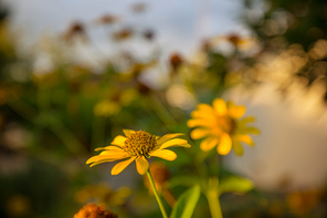 Close-up shot of the beautiful flowers. Suitable for floral background.
