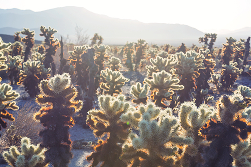 Saguaro Cactus at the sunset