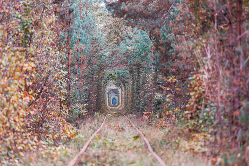 Trees tunnel in autumn season