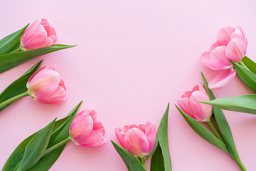 flat lay of blossoming tulips with green leaves on pink, mothers day concept