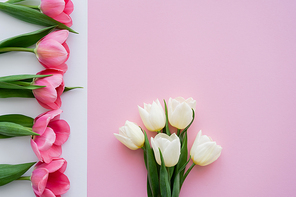top view of blooming colorful tulips on white and pink