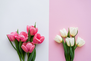 top view of blossoming tulips on white and pink