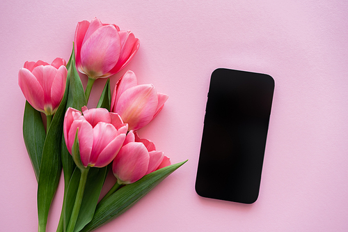 top view of tulips near smartphone with blank screen on pink