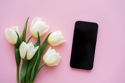 top view of white tulips near smartphone with blank screen on pink