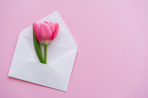 top view of blooming tulip in white envelope on pink, mothers day concept