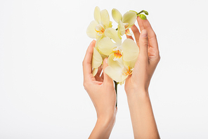 partial view of female hands with orchid branch isolated on white