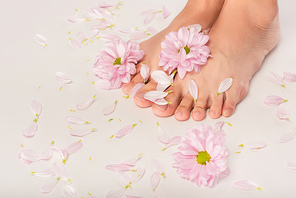 chrysanthemum flowers and petals near cropped female feet on white background