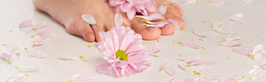 close up view of chrysanthemum flowers and petals at cropped female feet on white background, banner