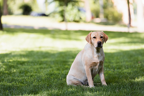 yellow labrador sitting on green grass in park